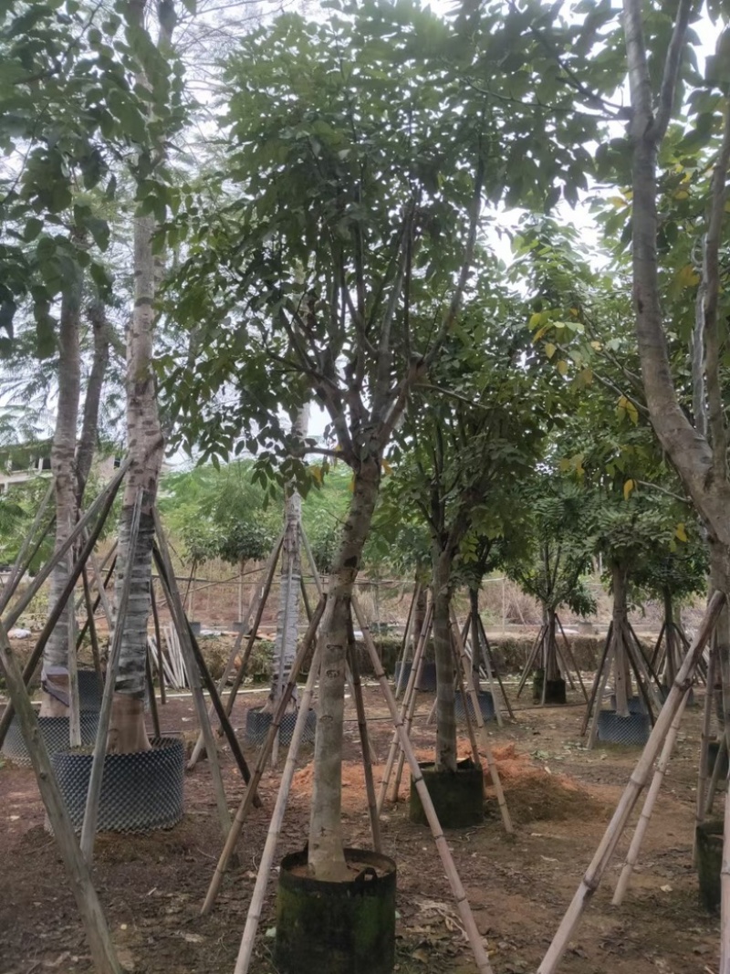 黄花腊肠树