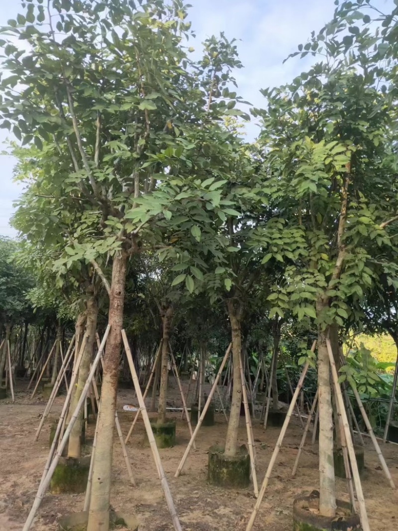 黄花腊肠树