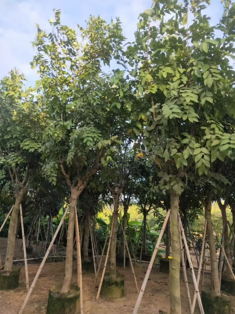 黄花腊肠树