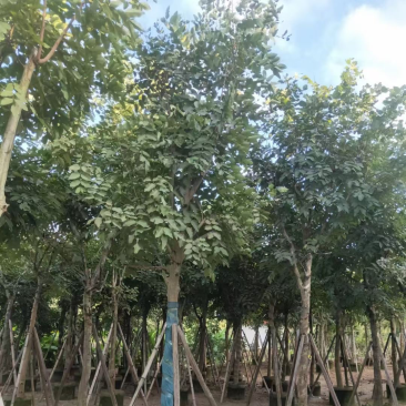 黄花腊肠树