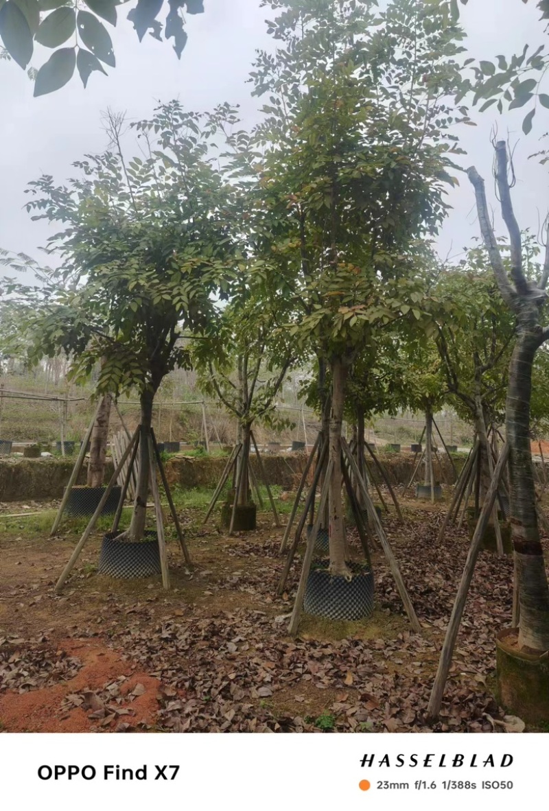 骨架腊肠树