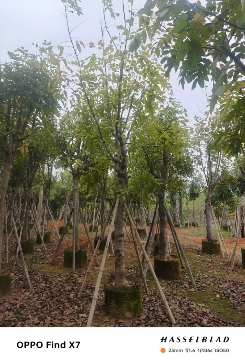 骨架腊肠树