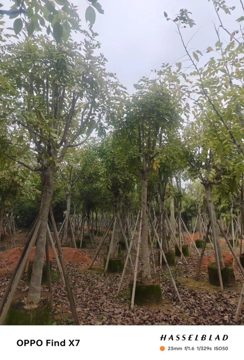 骨架腊肠树