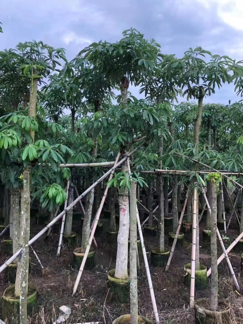 灯台树