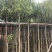 灯台树