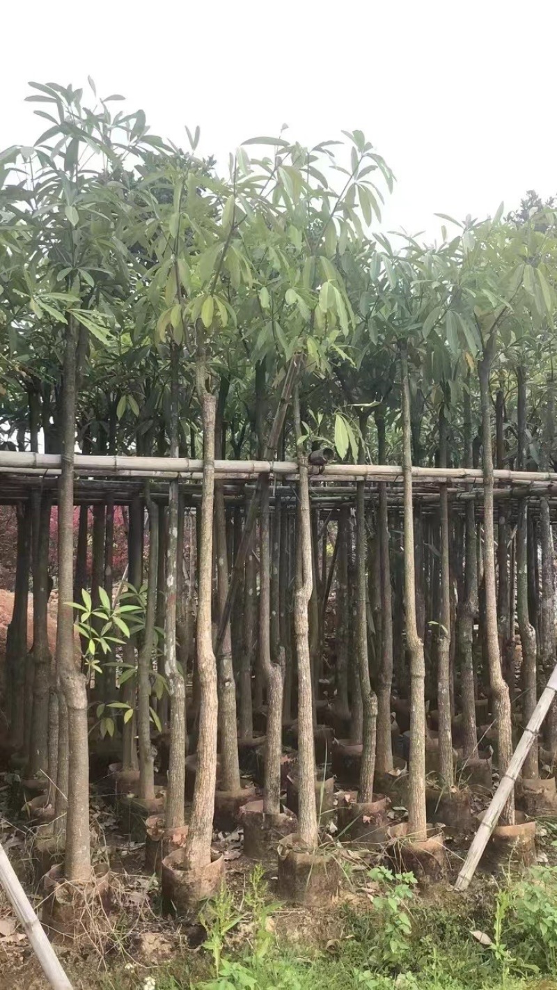 灯台树