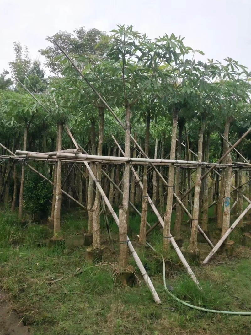 灯台树