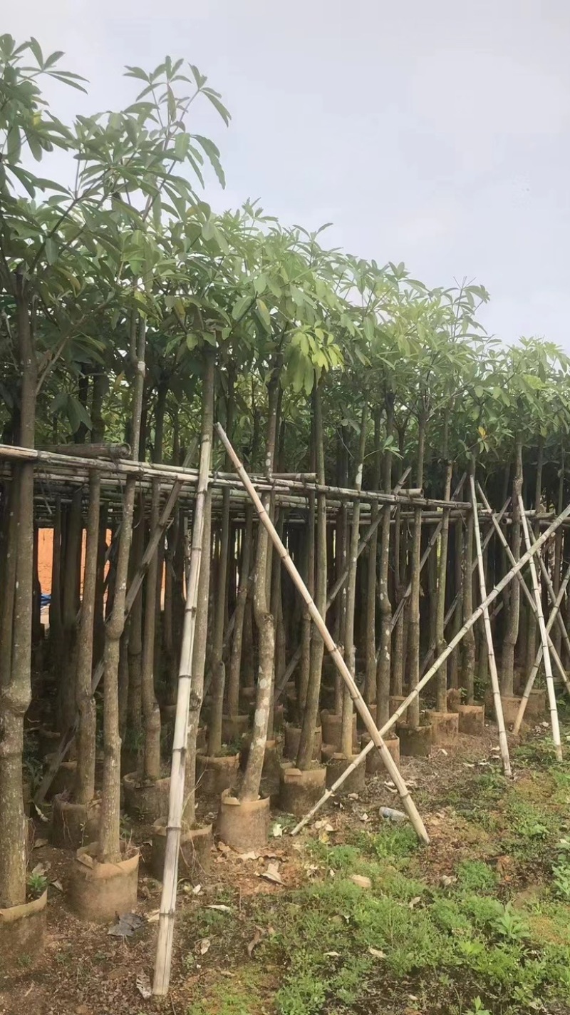 灯台树