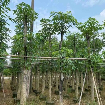 灯台树