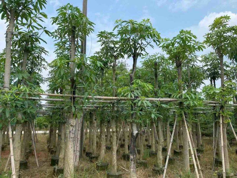 灯台树