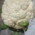 冷库菜花
