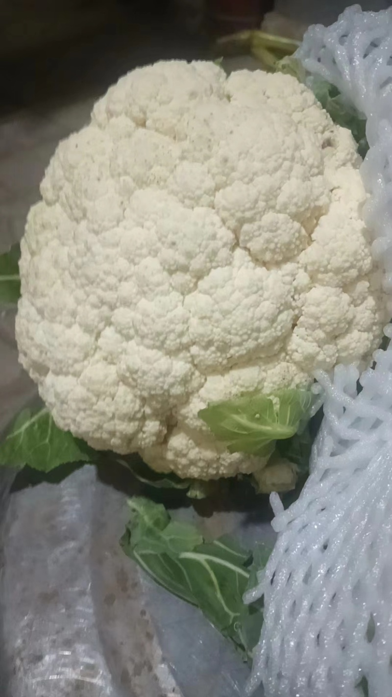 冷库菜花