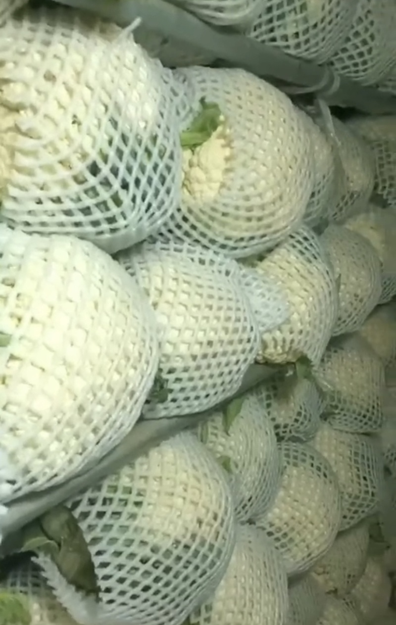 冷库菜花