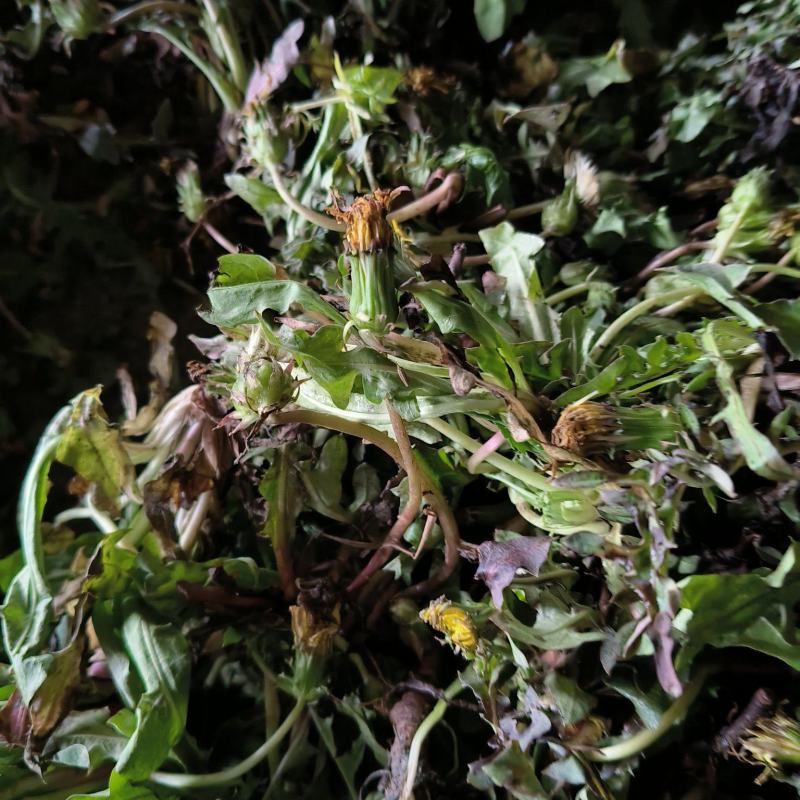 湖南蒲公英对接全国市场质量好走货快欢迎选购