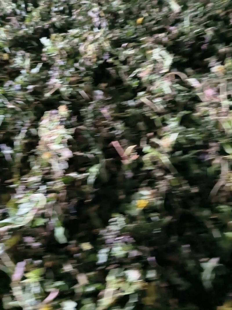湖南蒲公英对接全国市场质量好走货快欢迎选购