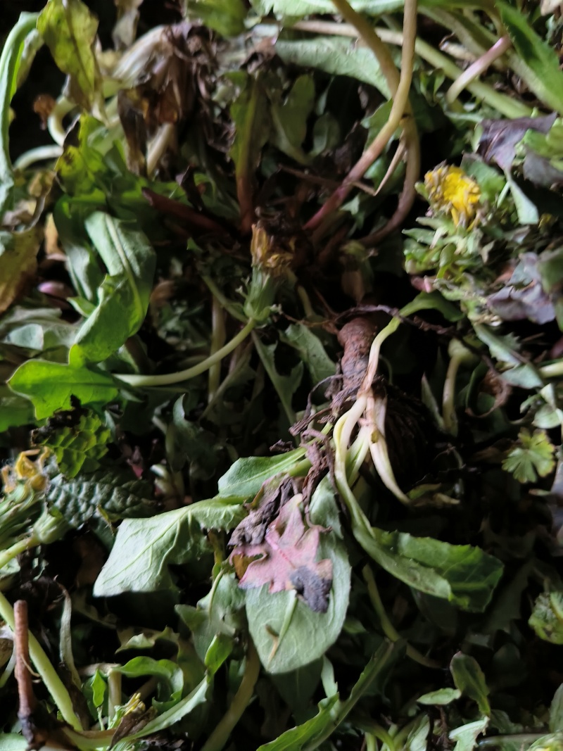 湖南蒲公英对接全国市场质量好走货快欢迎选购