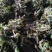 湖南蒲公英对接全国市场质量好走货快欢迎选购