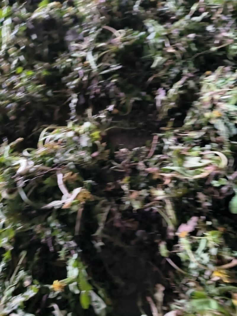 湖南蒲公英对接全国市场质量好走货快欢迎选购