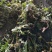 湖南蒲公英对接全国市场质量好走货快欢迎选购
