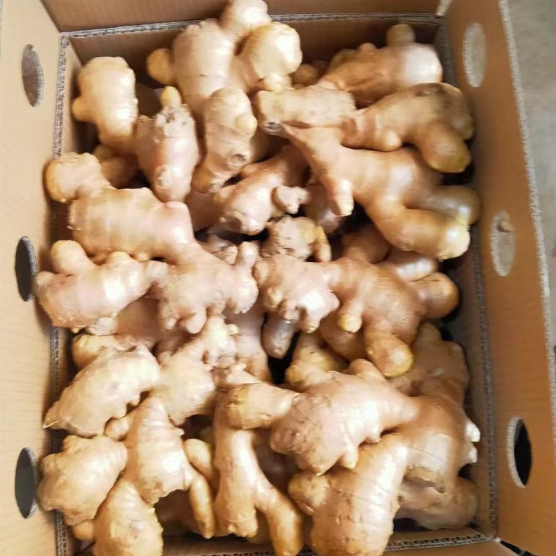辽宁生姜精品大黄姜产地直供量大从优质量保证全国发货