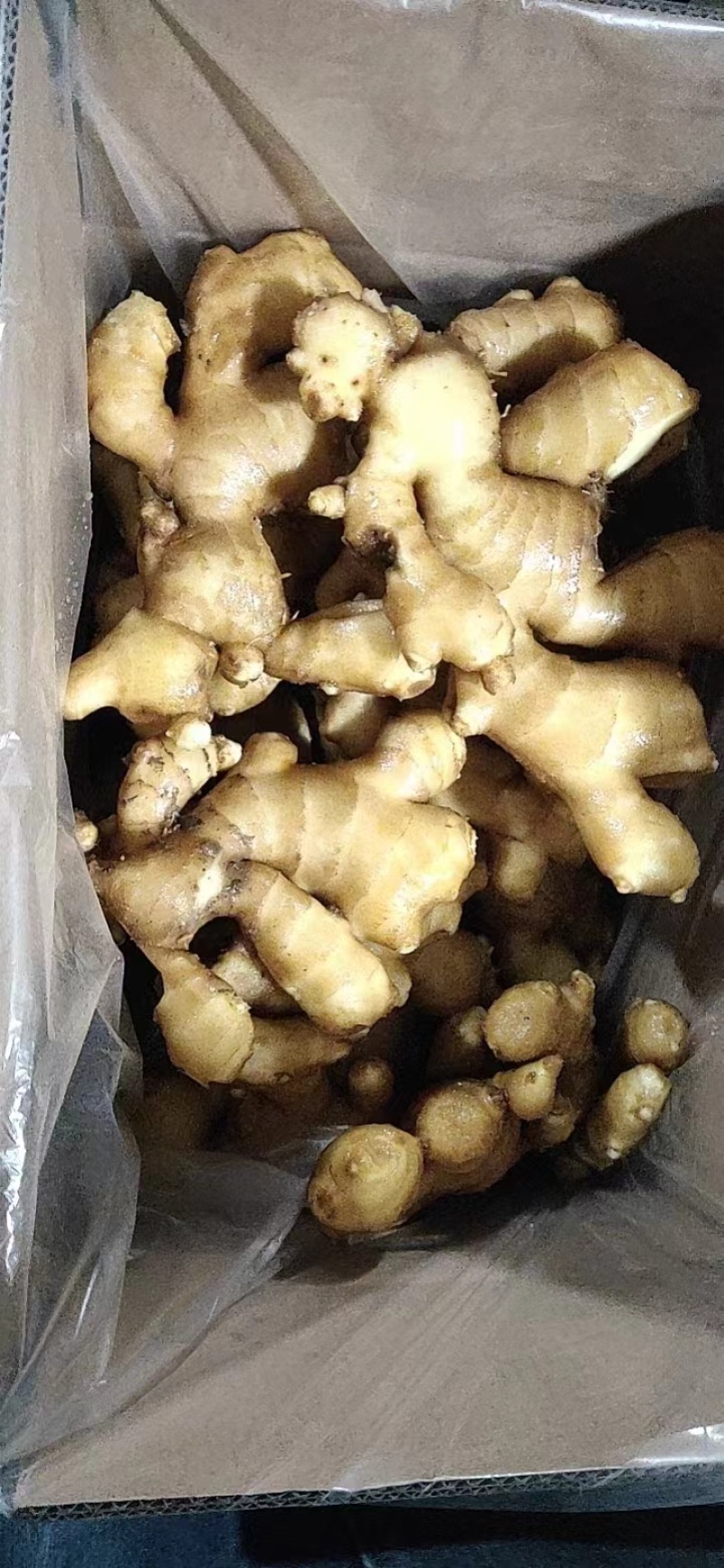 辽宁生姜精品大黄姜产地直供量大从优质量保证全国发货