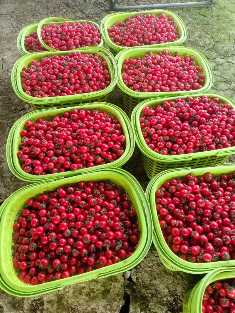 口感小番茄