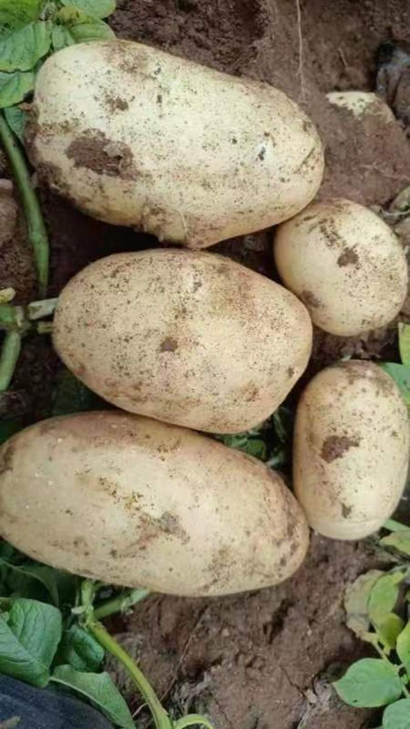 辽宁土豆精品黄心土豆大量供货价格实惠实力代收代发