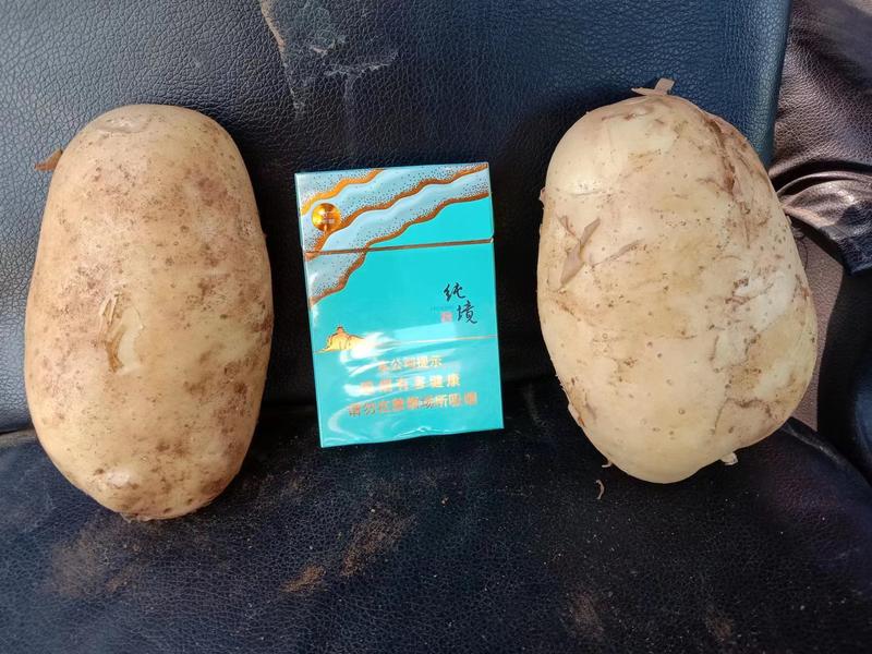 辽宁精品土豆黄皮黄心土产地直发货量充足供全国市场