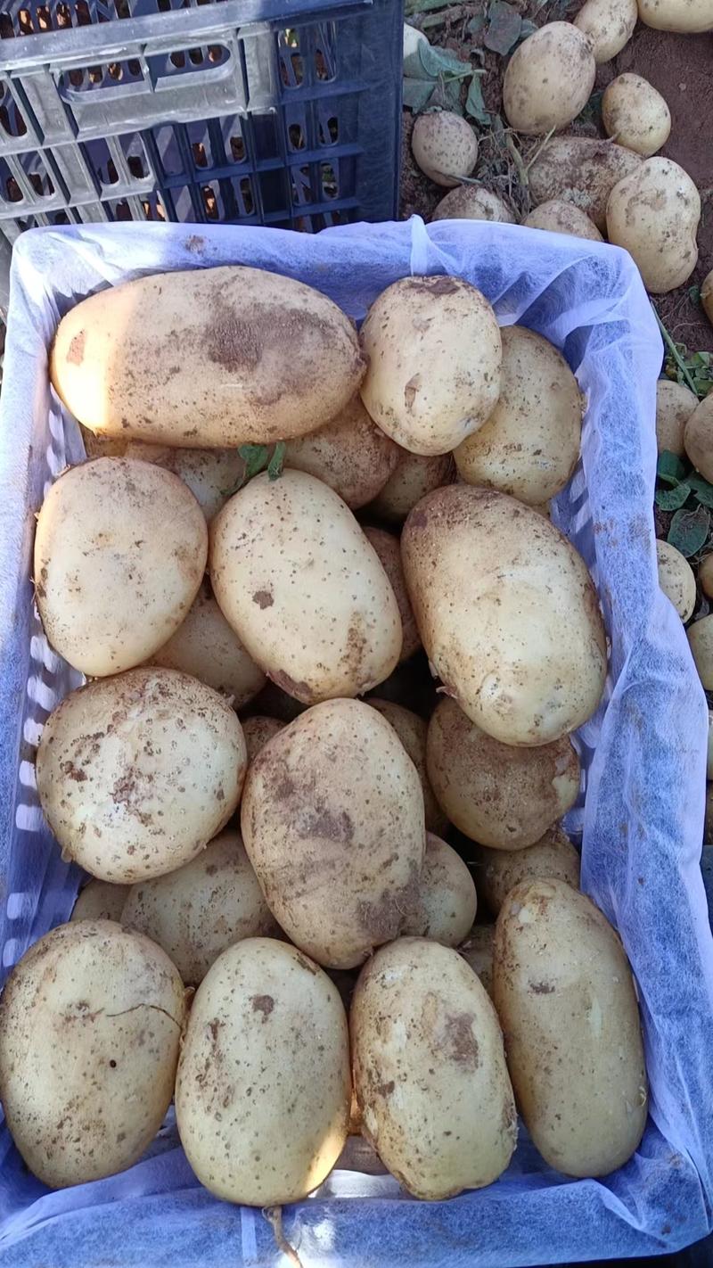 辽宁精品土豆黄皮黄心土产地直发货量充足供全国市场