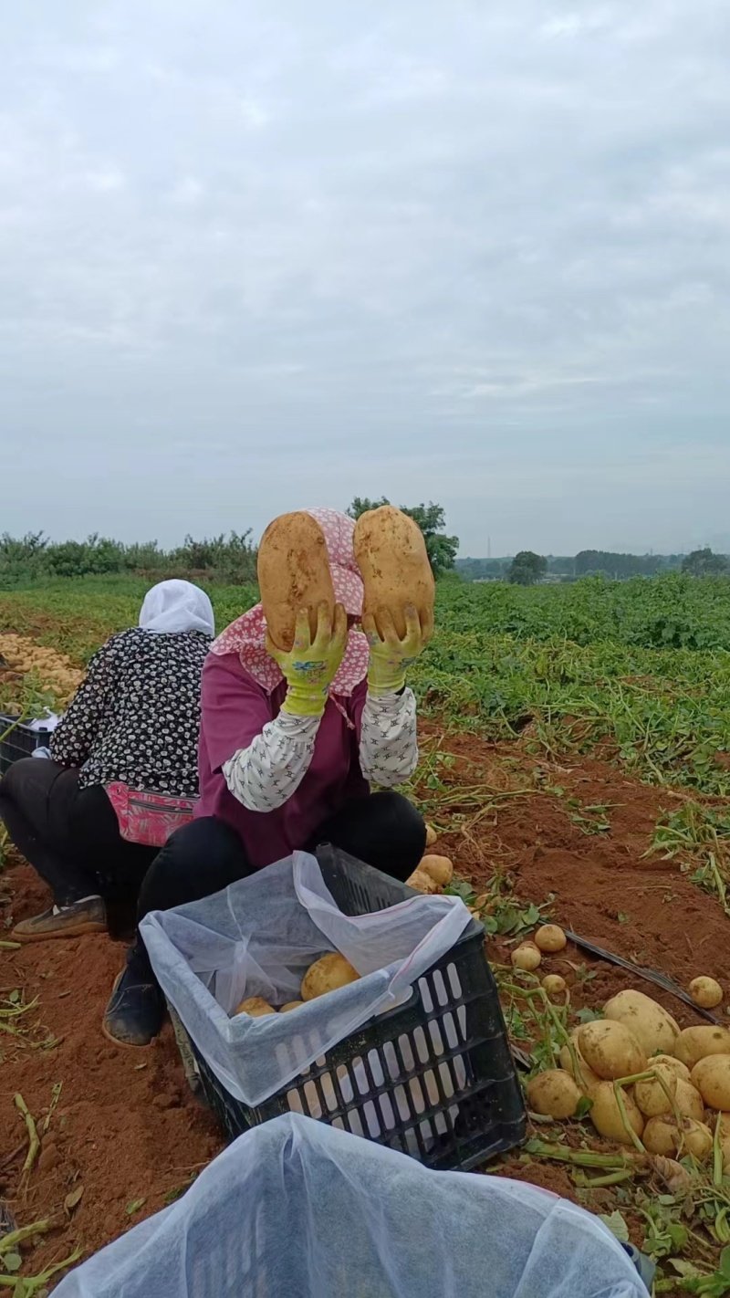 辽宁葫芦岛实验1号土豆产地一手货源货量充足全国发货