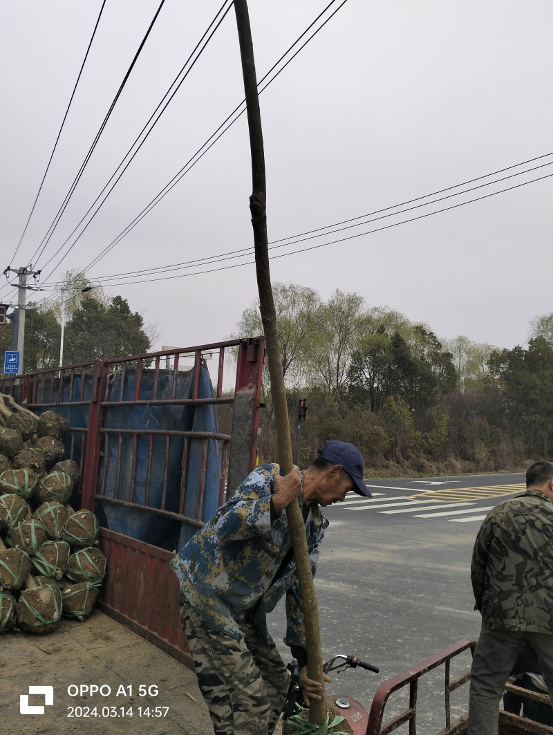 湖北乌桕地苗欢迎咨询，实地考察，洽谈合作，本人从业多年
