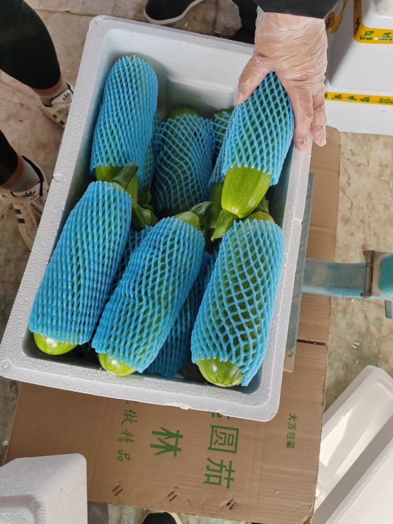 山东聊城西葫芦电商市场大型商超产区直发一手货源