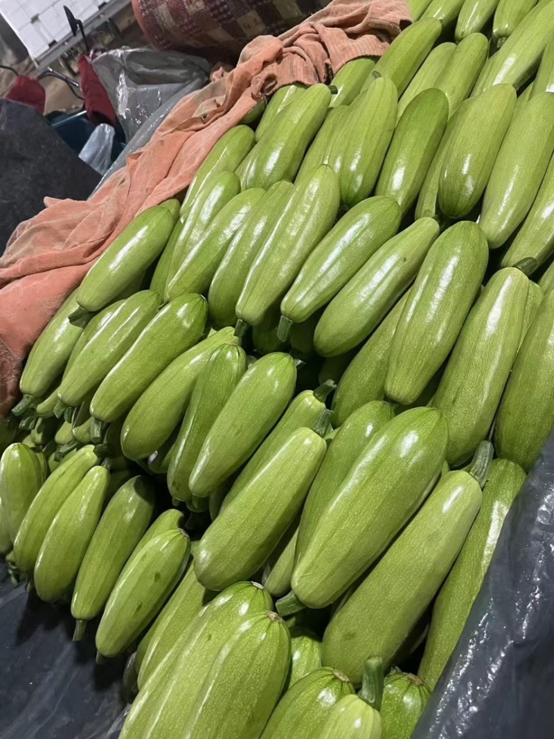 山东聊城西葫芦电商市场大型商超产区直发一手货源