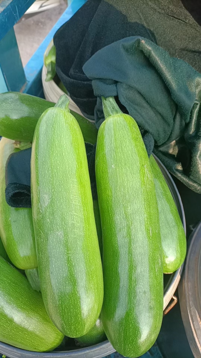 山东聊城西葫芦电商市场大型商超产区直发一手货源