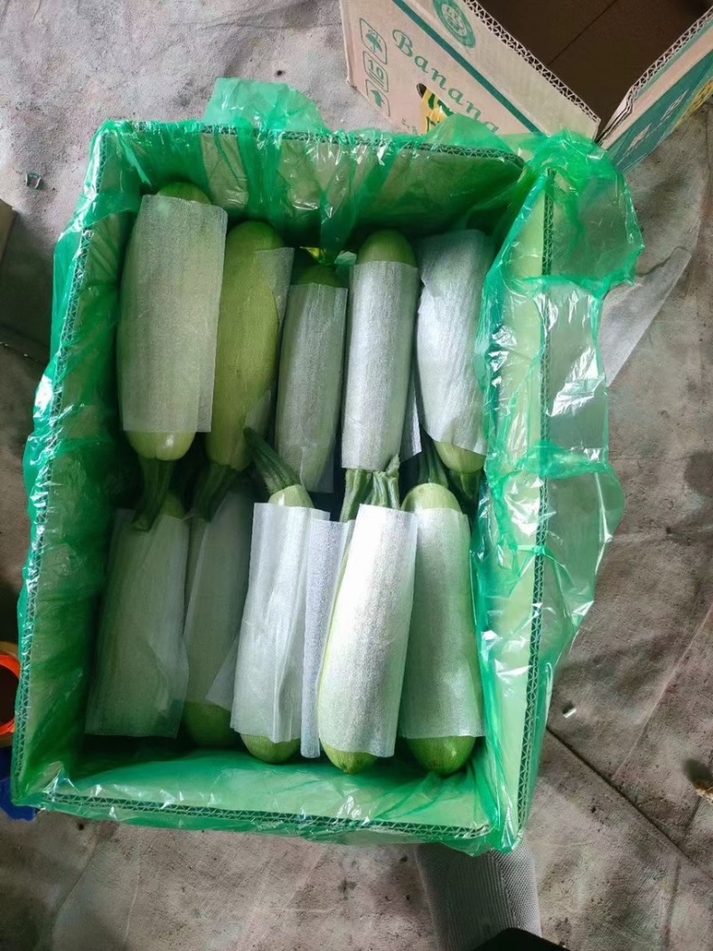 山东聊城西葫芦电商市场大型商超产区直发一手货源