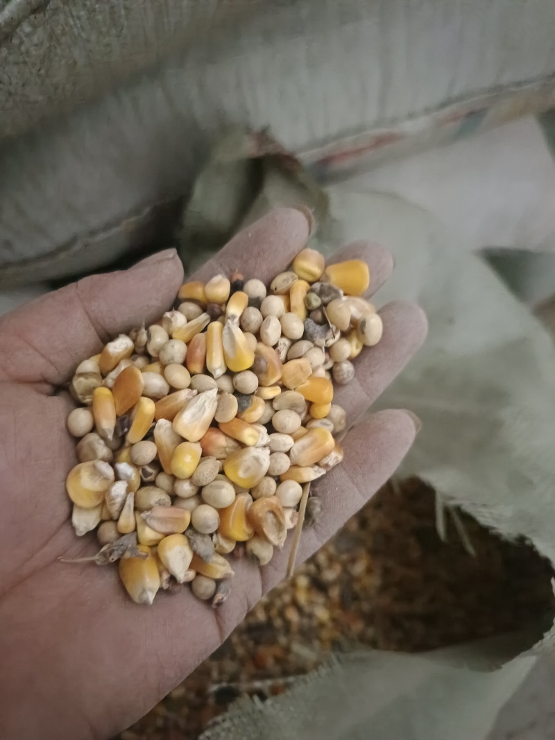 黄豆玉米混合物