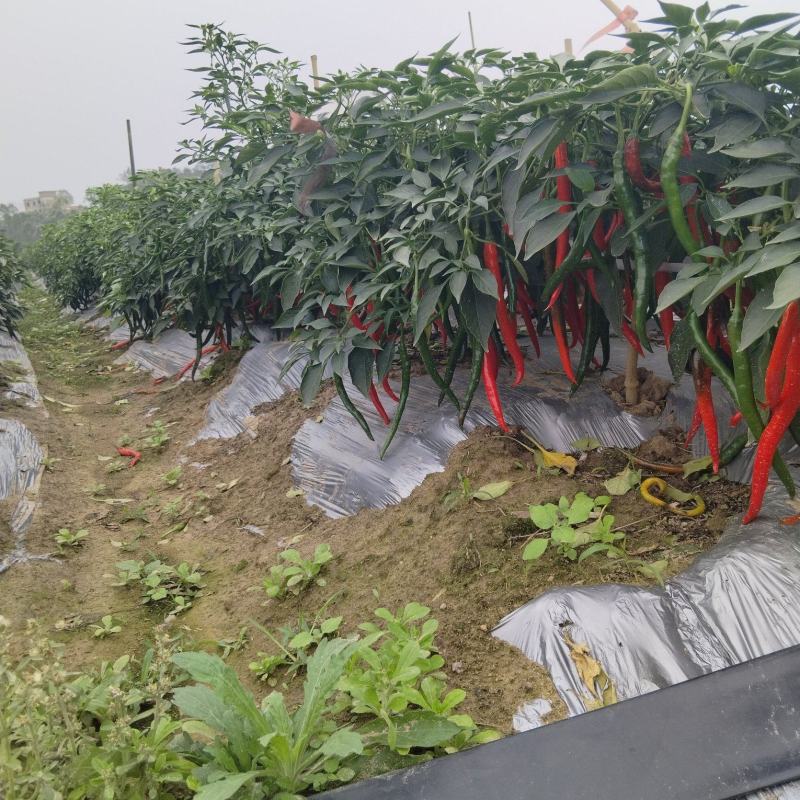 精品线椒