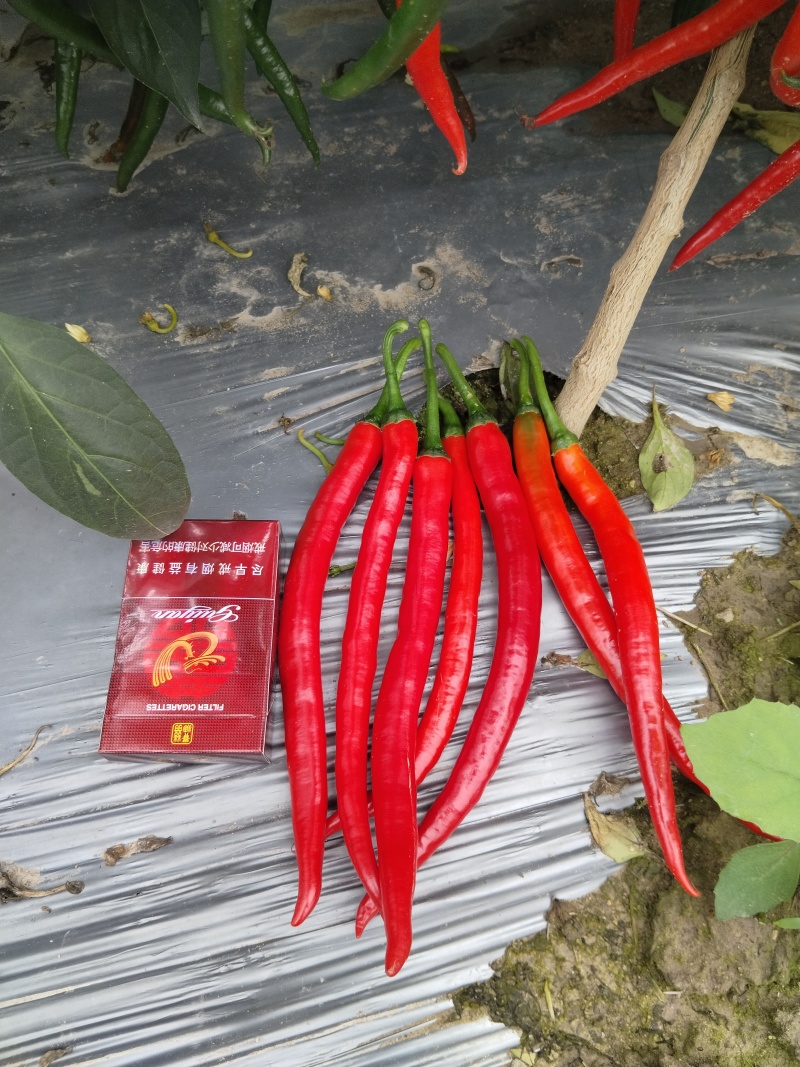 精品线椒