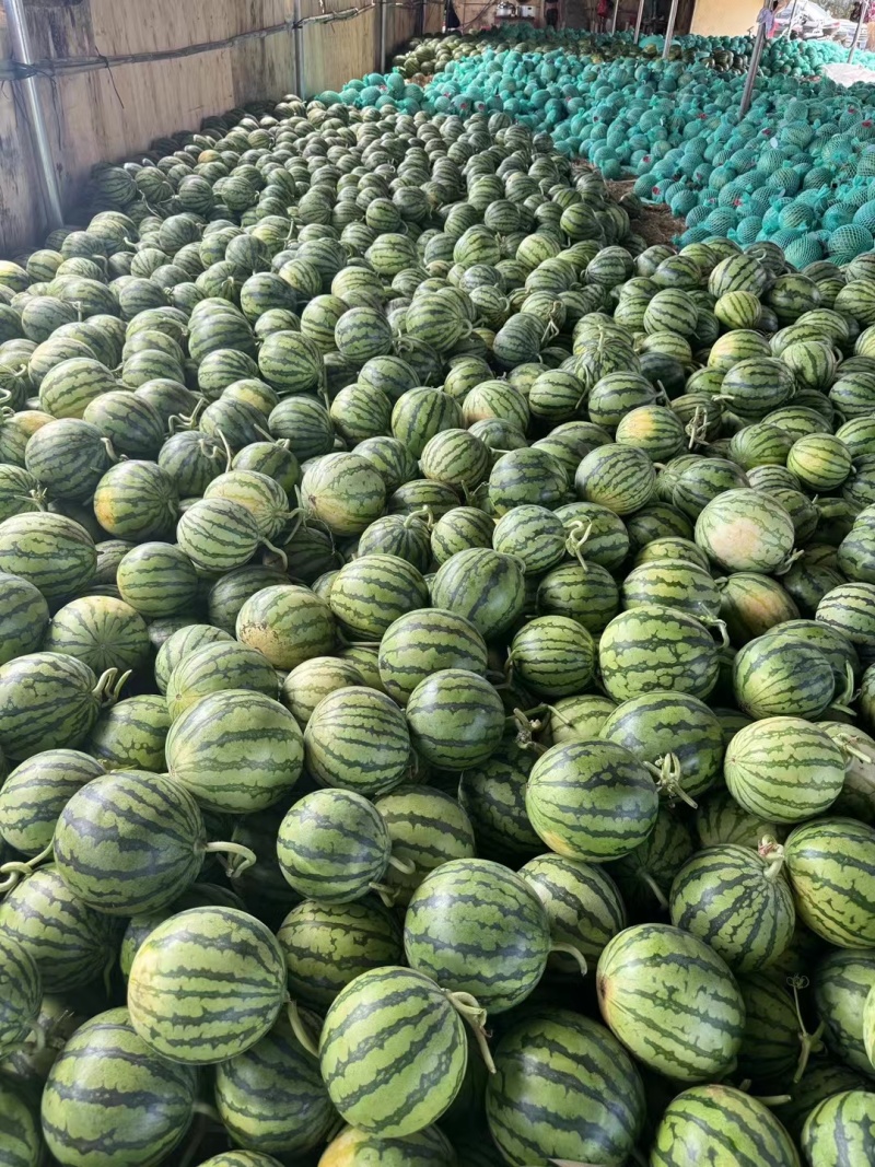 大量供应优质麒麟瓜，品质好价格便宜，质量好，需要的联系