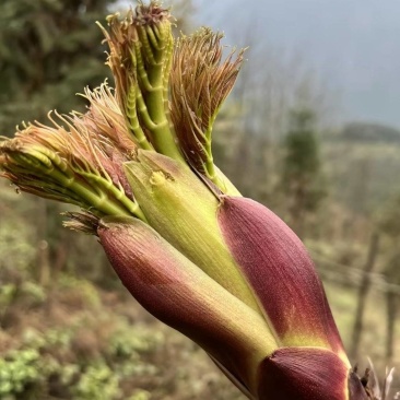 山野菜刺老芽刺嫩芽乌龙头野菜产地直供