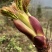 山野菜刺老芽刺嫩芽乌龙头野菜产地直供