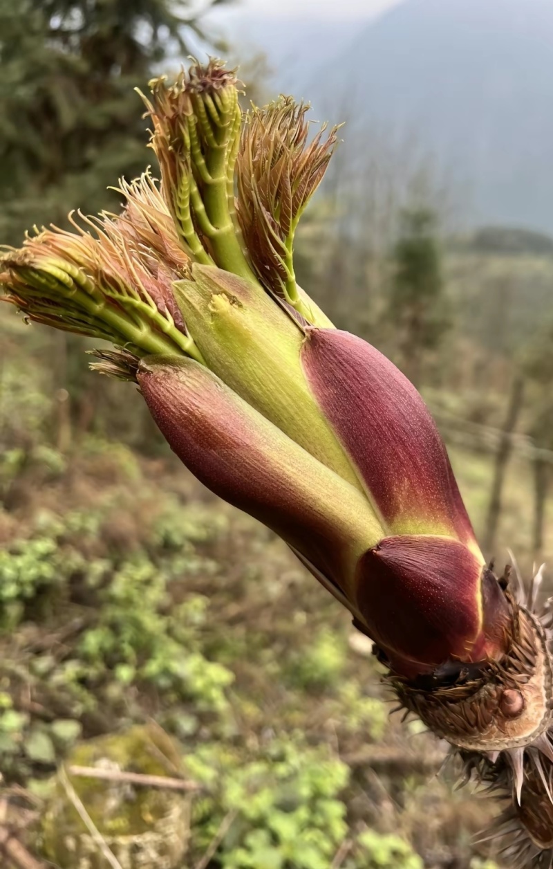 山野菜刺老芽刺嫩芽乌龙头野菜产地直供