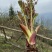 山野菜刺老芽刺嫩芽乌龙头野菜产地直供