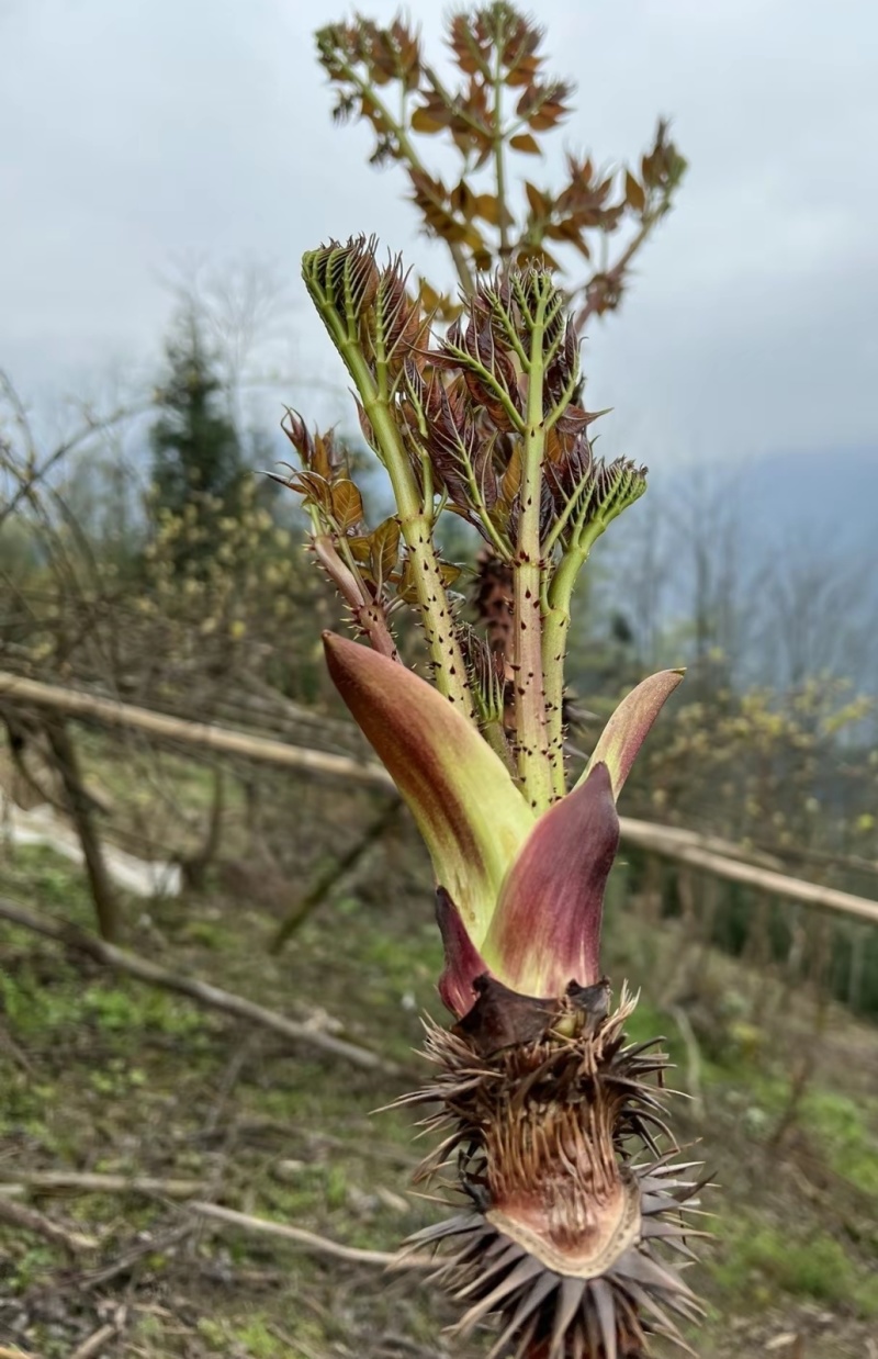 山野菜刺老芽刺嫩芽乌龙头野菜产地直供