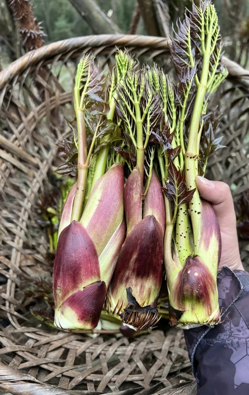 山野菜刺老芽刺嫩芽乌龙头野菜产地直供