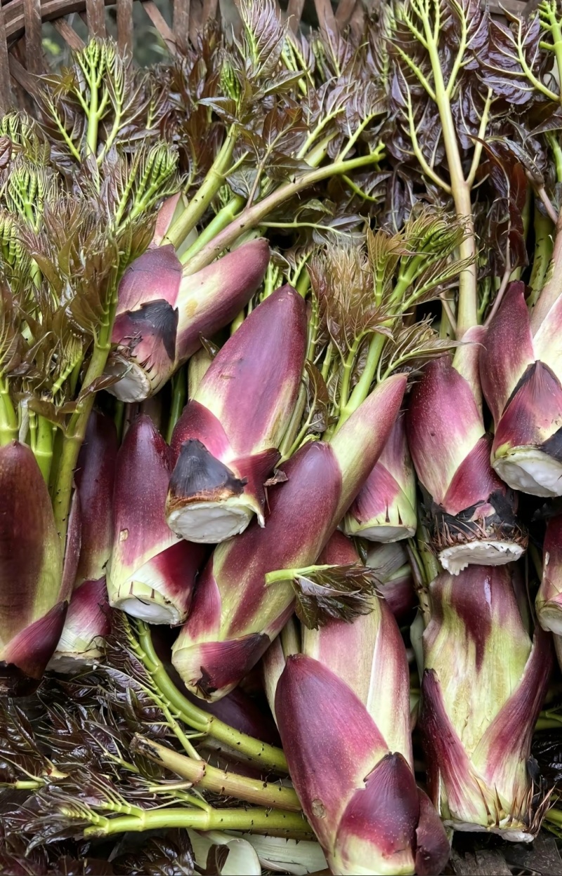 山野菜刺老芽刺嫩芽乌龙头野菜产地直供