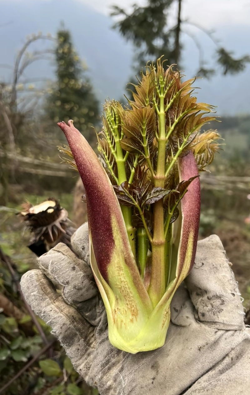 山野菜刺老芽刺嫩芽乌龙头野菜产地直供