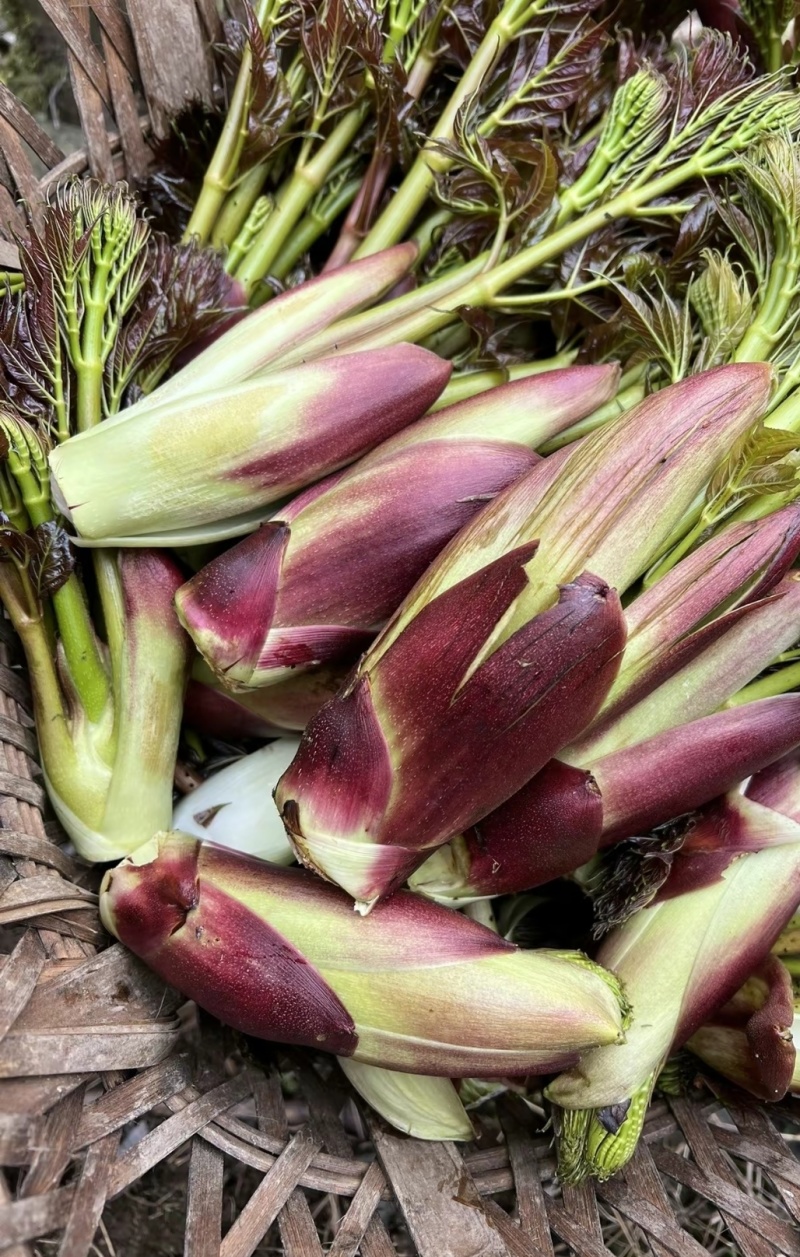 山野菜刺老芽刺嫩芽乌龙头野菜产地直供