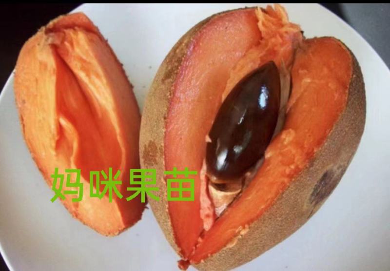 妈咪果种子新鲜2024