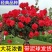树桩月季国月欧月特大花四季开花庭院阳台高杆棒棒糖月季